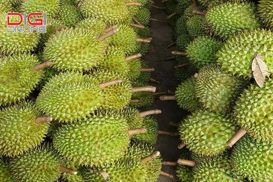 Một Cây Sầu Riêng Cho Bao Nhiêu Trái? Gallery 2