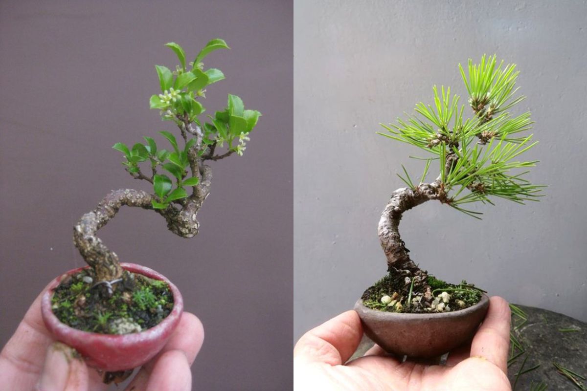 Tạo Dáng Cây Thác Đổ: Hướng Dẫn Chi Tiết và Bí Quyết Thành Công Gallery 1
