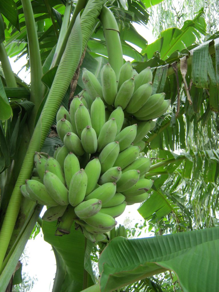 Kỹ thuật trồng chuối sứ Gallery 1