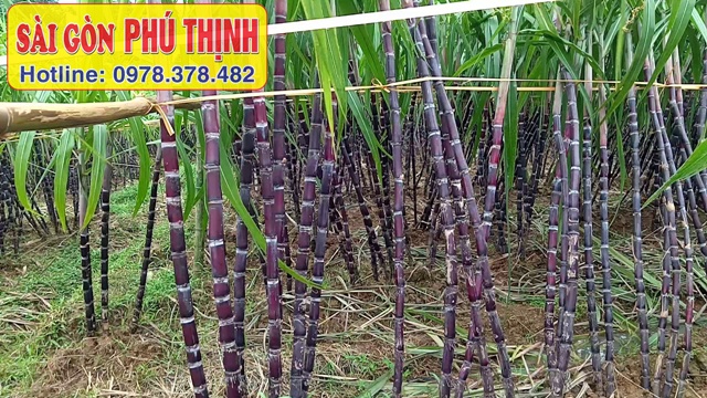Cách Trồng Mía Tím Hiệu Quả, Cho Năng Suất Cao Gallery 1