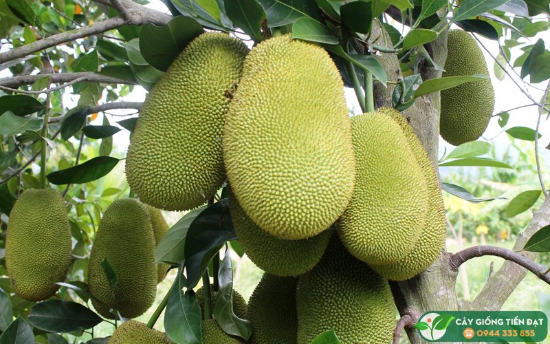 Kỹ thuật trồng mít hiệu quả, năng suất cao Gallery 1