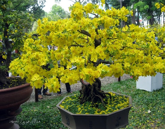 Cách Chăm Sóc Cây Mai Vàng Đơn Giản Mà Hiệu Quả Gallery 1
