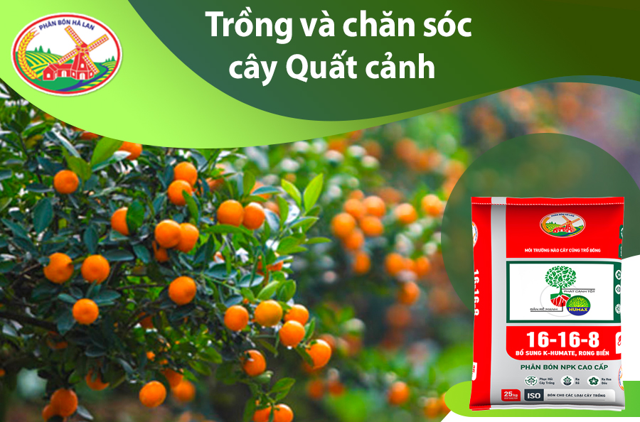 Cách Chăm Cây Quất Ra Quả Đúng Dịp Tết Gallery 1