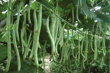 Kỹ thuật trồng đậu cô ve hiệu quả cao Gallery 1