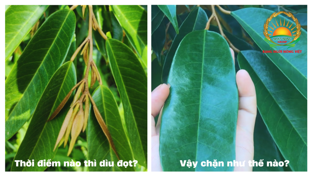 Dìu Đọt Sầu Riêng: Hướng Dẫn Chi Tiết Từ A Đến Z Gallery 1