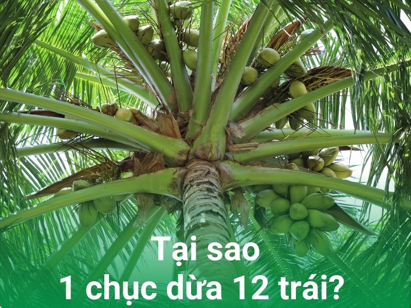 1 Chục Dừa Bao Nhiêu Trái?