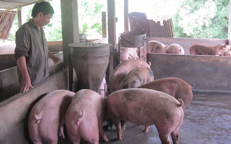 Một con lợn ăn hết bao nhiêu cám?