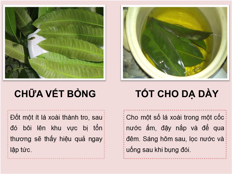 10 Tác Dụng Tuyệt Vời Của Lá Xoài Non Gallery 1