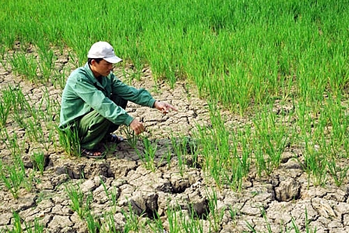 Nguyên nhân chủ yếu làm ảnh hưởng đến chất lượng sản phẩm cây công nghiệp ở nước ta hiện nay là gì? Gallery 1