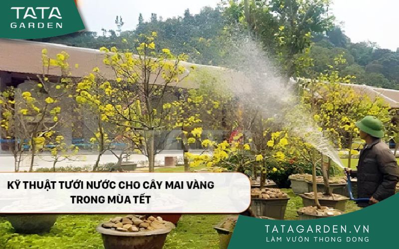 Chăm sóc cây mai vàng: Hướng dẫn chi tiết từ A đến Z Gallery 1