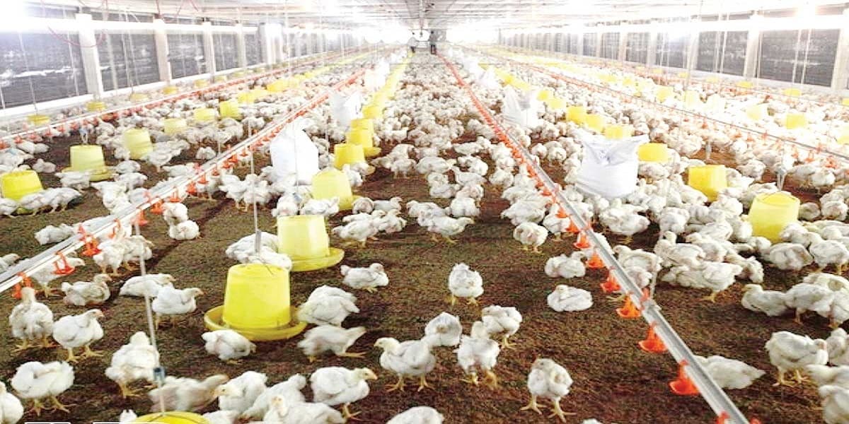 100m2 Nuôi Được Bao Nhiêu Gà?