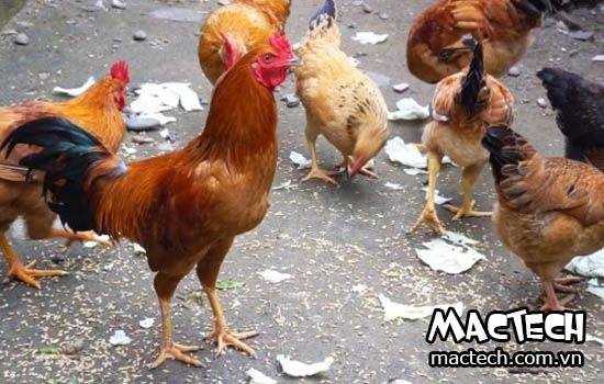 100m2 Nuôi Được Bao Nhiêu Gà? Gallery 2