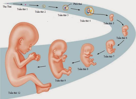 12 Tuần Biết Chính Xác Trai Hay Gái Chưa? Gallery 2