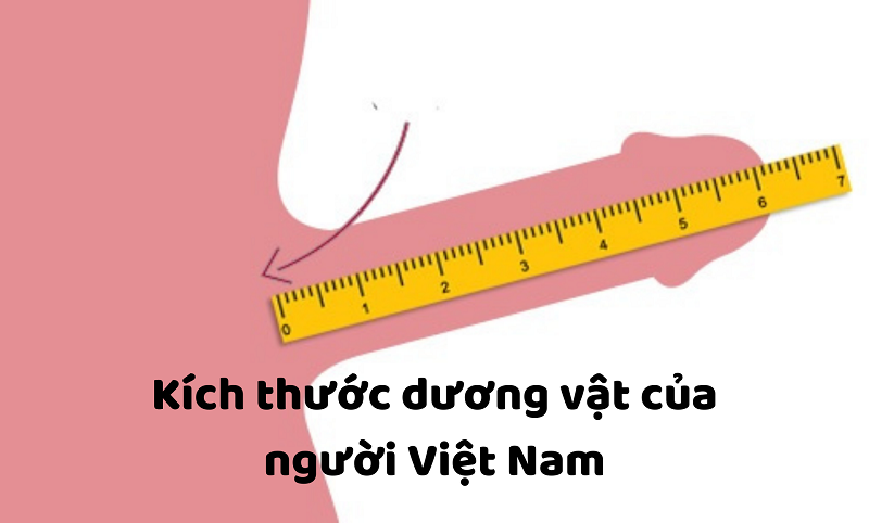 17cm là to hay nhỏ?