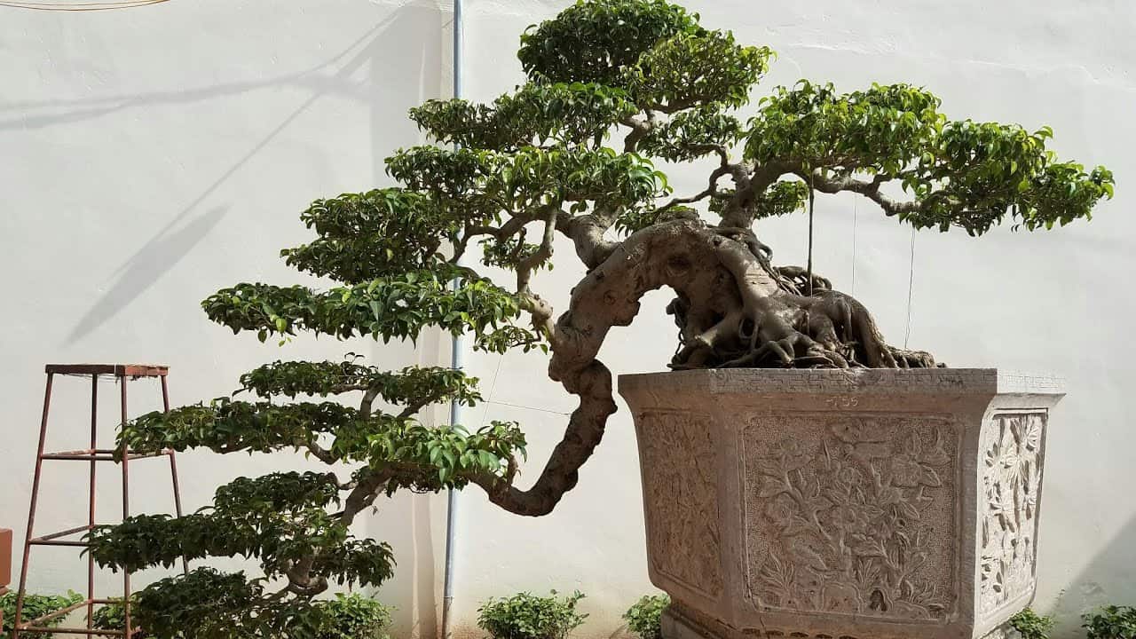 Tạo Dáng Cây Thác Đổ: Hướng Dẫn Chi Tiết và Bí Quyết Thành Công Gallery 2
