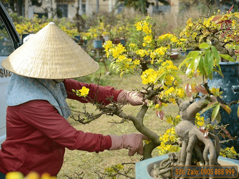 Cách Chăm Sóc Cây Mai Vàng Đơn Giản Mà Hiệu Quả Gallery 2