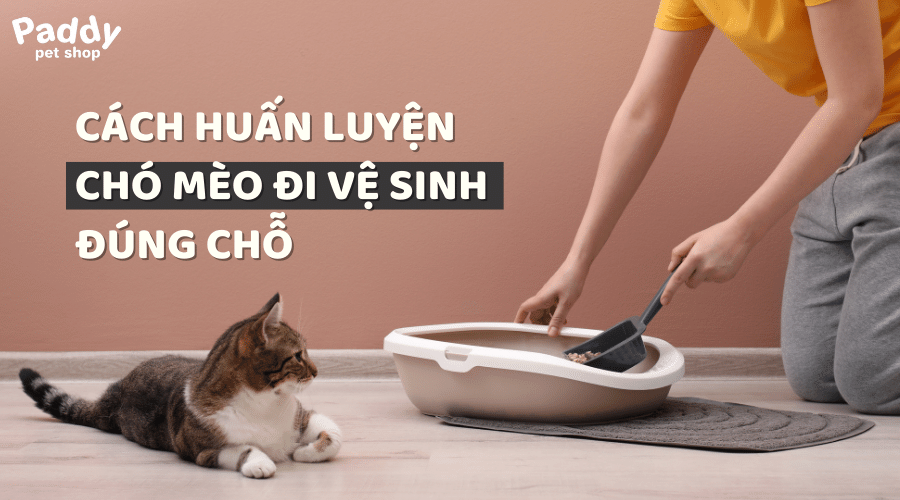 Cách Nuôi Chó Trong Nhà Sạch Sẽ Gallery 2