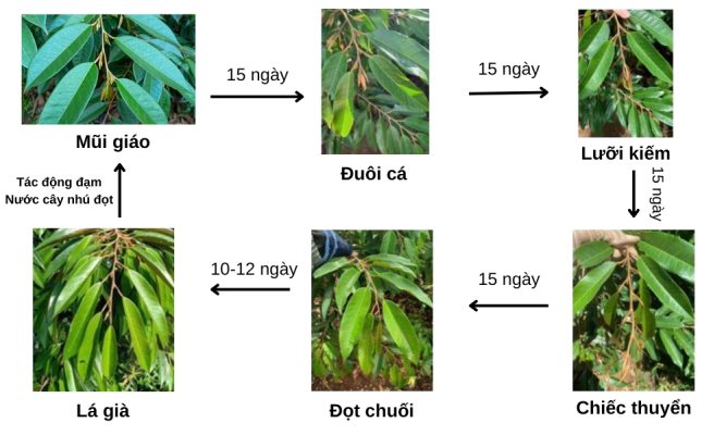 Dìu Đọt Sầu Riêng: Hướng Dẫn Chi Tiết Từ A Đến Z Gallery 2