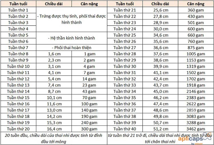 26 Tuần Bé Nặng Bao Nhiêu Gam?