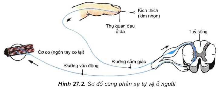 Cung phản xạ diễn ra theo trật tự nào? Gallery 1