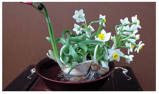 7 Cách Gọt Củ Hoa Thủy Tiên Đẹp Mắt, Nhanh Chóng Gallery 2