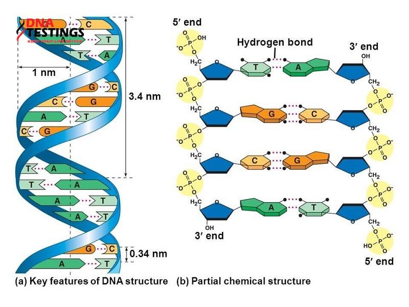 ADN và DNA khác nhau thế nào?