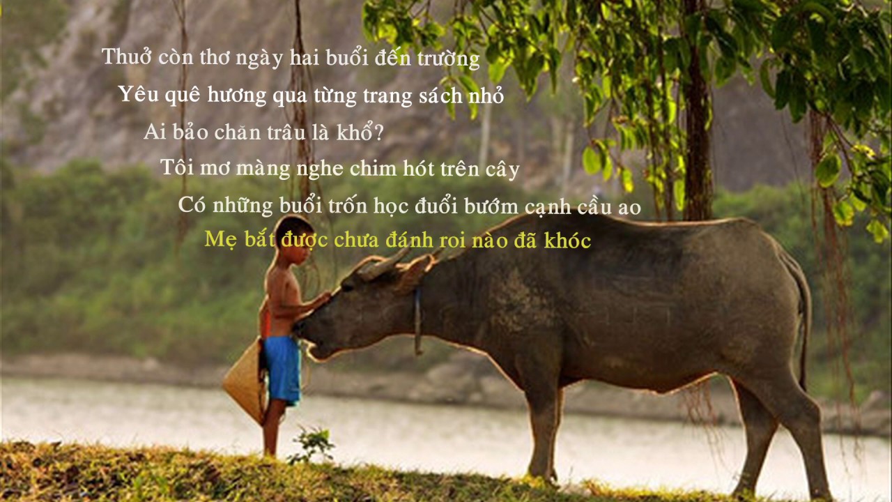 Ai bảo chăn trâu là khổ?