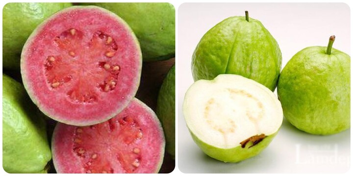 Ai Không Nên Ăn Ổi?