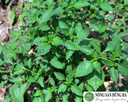 Ai không nên ăn rau tầm bóp? Gallery 2