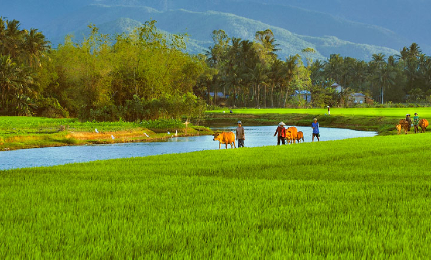 Đồng quê xào xạc Gallery 1