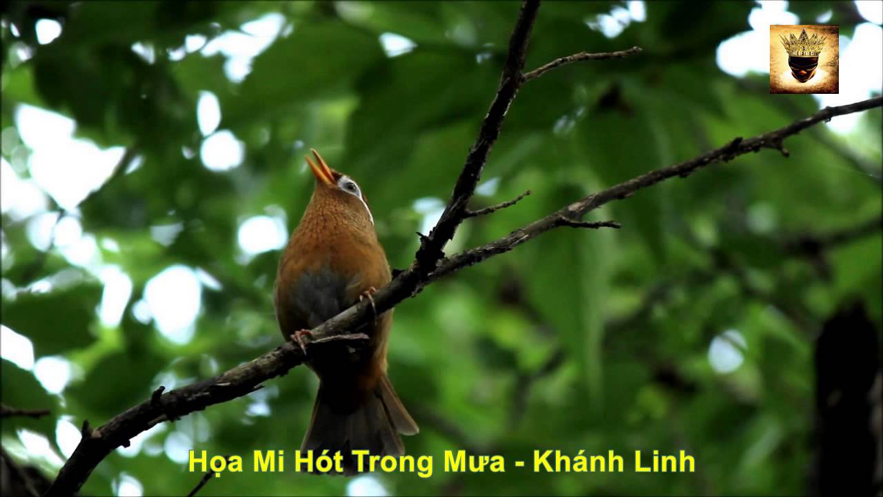 Họa Mi Trong Mưa Gallery 1