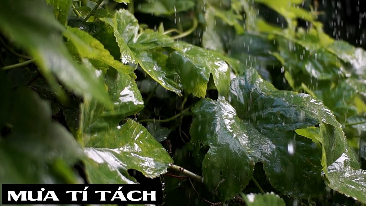 Mưa rơi tí tách Gallery 1