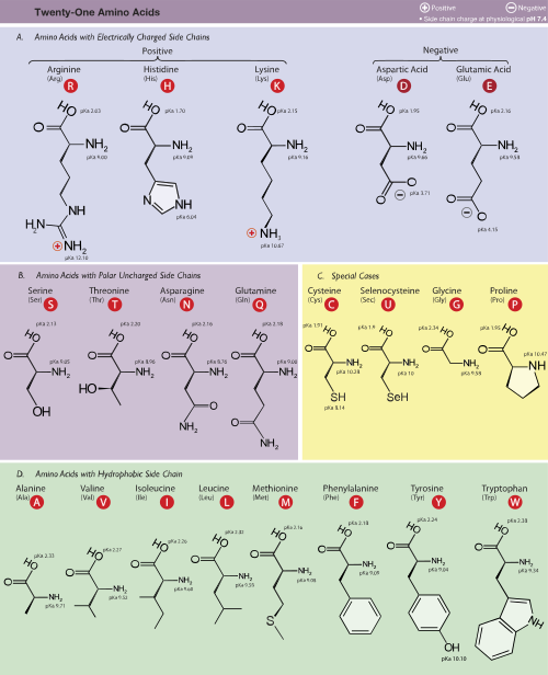 Amino Acids Là Gì?