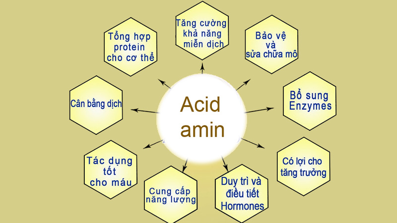 Tính chất vật lý của Amino axit