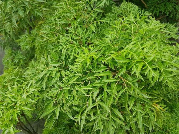 Ăn Lá Đinh Lăng Có Tác Dụng Gì?