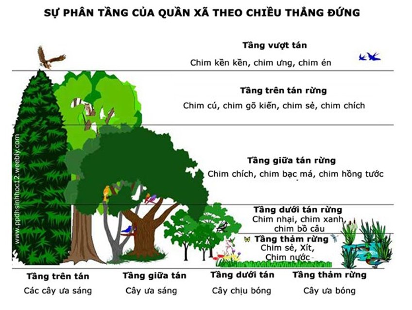 Vai trò của Clo trong Cơ thể Thực vật Gallery 1