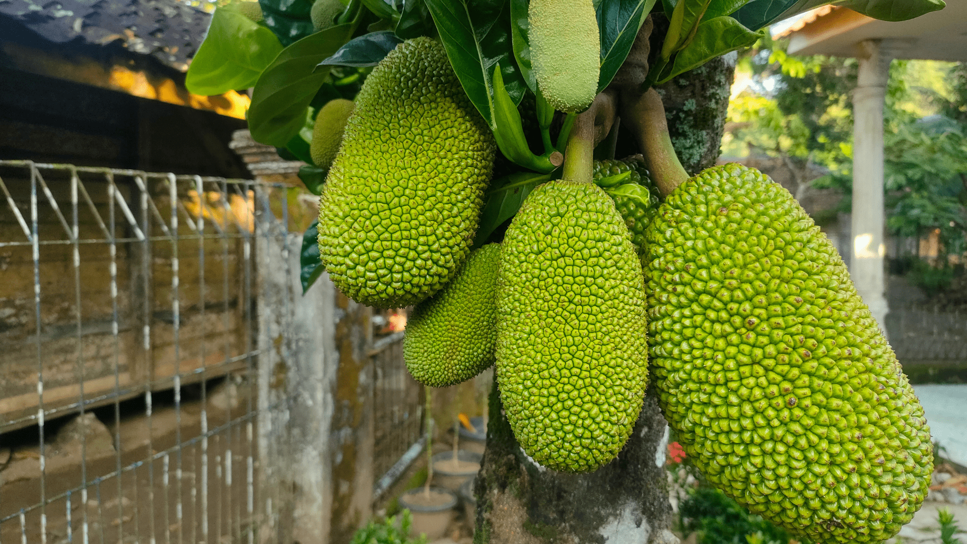 Rễ cây mít như thế nào? Gallery 2