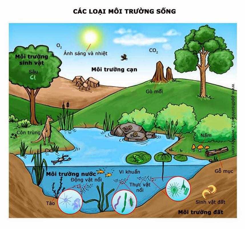 Vai trò quan trọng của nước đối với môi trường Gallery 1