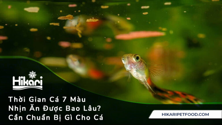 Cá 7 màu nhịn ăn được bao lâu? Gallery 1