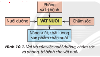 Chăm sóc phòng trị bệnh cho vật nuôi có ảnh hưởng như thế nào đến vật nuôi? Gallery 1