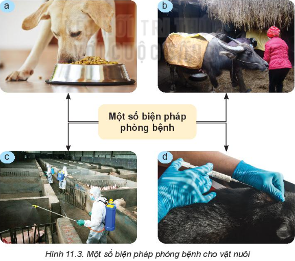 Chăm sóc phòng trị bệnh cho vật nuôi có ảnh hưởng như thế nào đến vật nuôi? Gallery 2