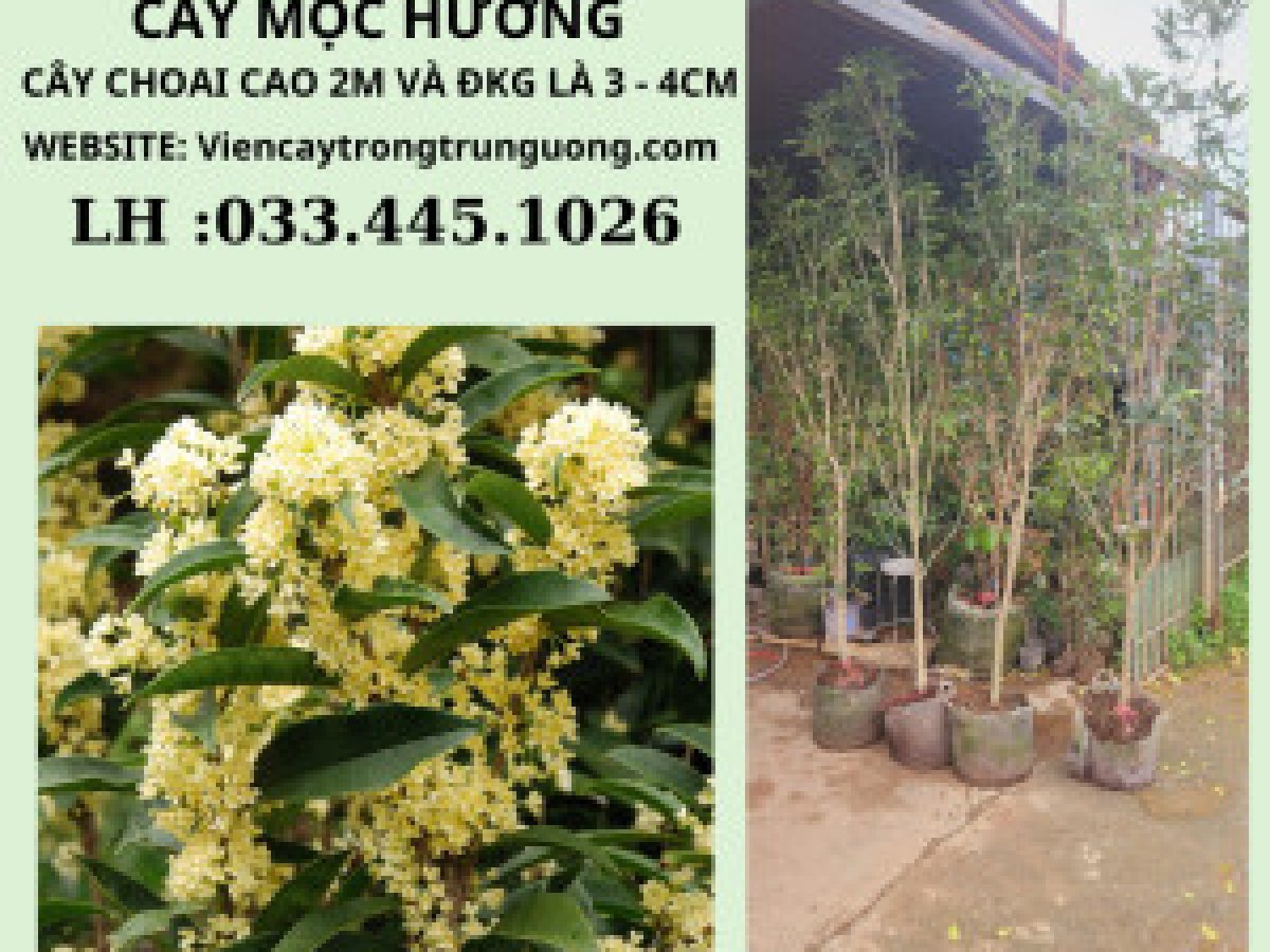 Cây Mộc Hương Có Ưa Nắng Không? Gallery 1