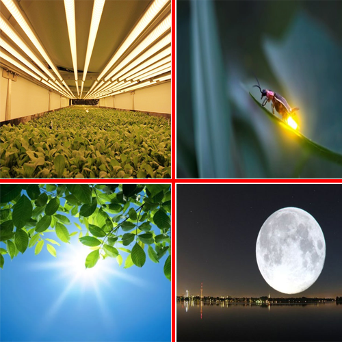 Các Loại Ánh Sáng: Hướng Dẫn Chi Tiết và Ứng Dụng Gallery 1