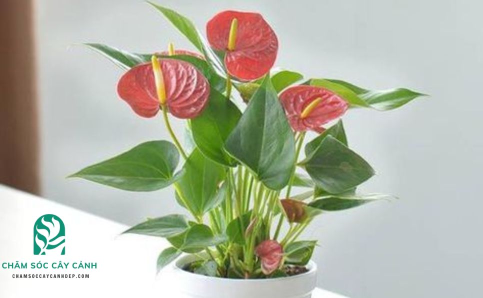 Cách Chăm Sóc Cây Hồng Môn Đơn Giản Mà Hiệu Quả Gallery 1