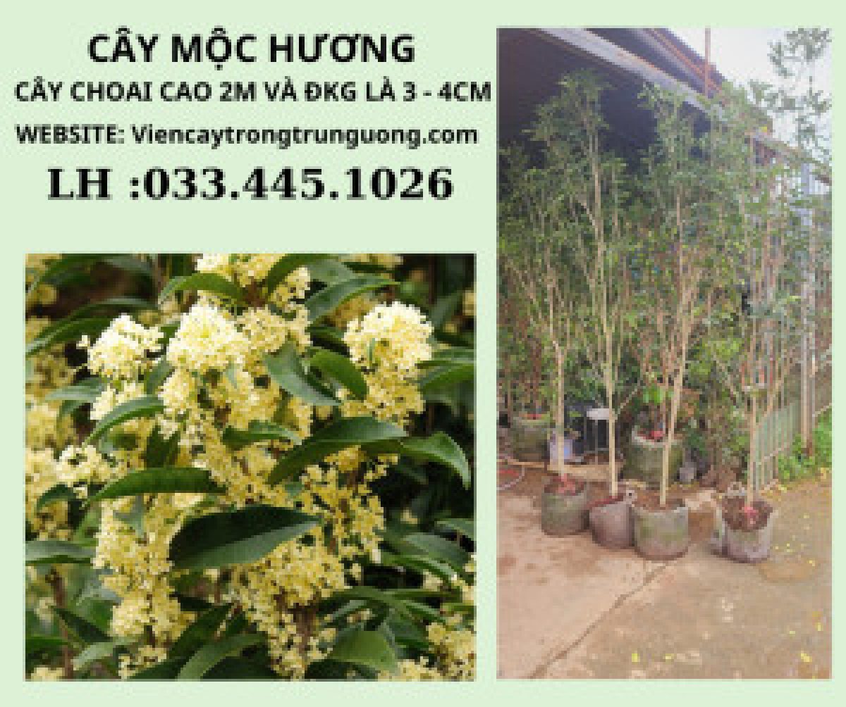 Cách Chăm Sóc Cây Mộc Hương Nhanh Lớn Gallery 1