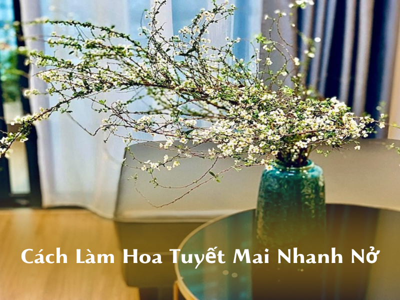 Cách để Tuyết Mai nở nhanh Gallery 1