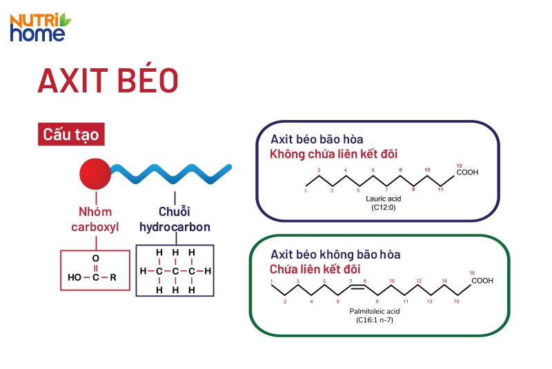 Axit béo là gì?