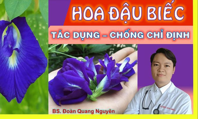 Bác sĩ nói gì về hoa đậu biếc?