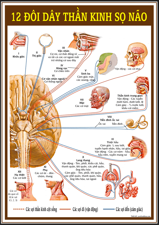 Bài giảng 12 đôi dây thần kinh sọ não