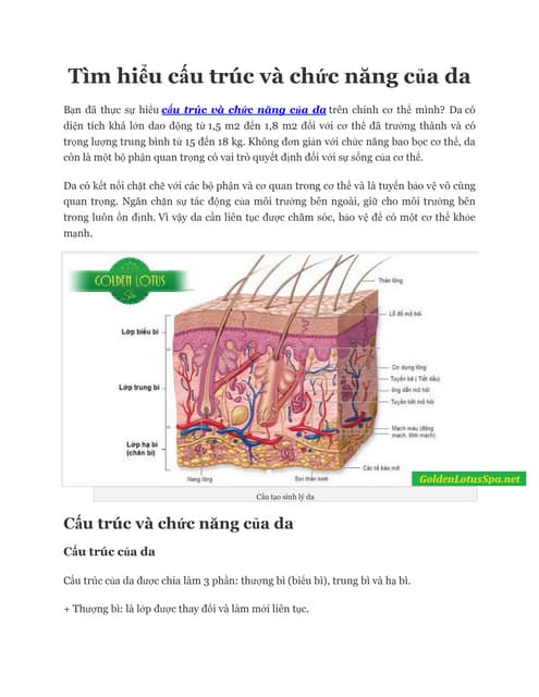 Cấu Trúc Da: Bài Giảng Chi Tiết